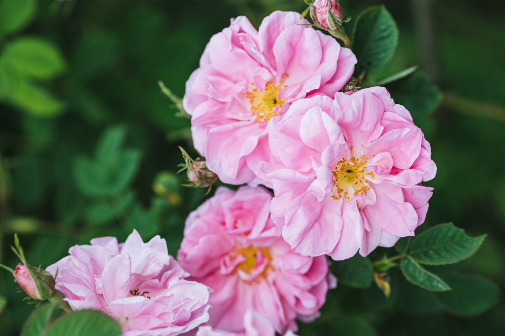 Givaudan House of Naturals（天然精油類）1