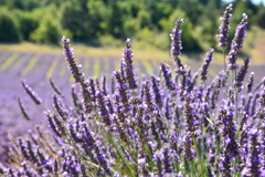 Givaudan House of Naturals（天然精油類）2