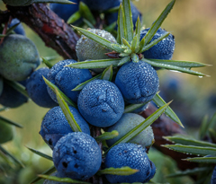 Givaudan House of Naturals（天然精油類）3