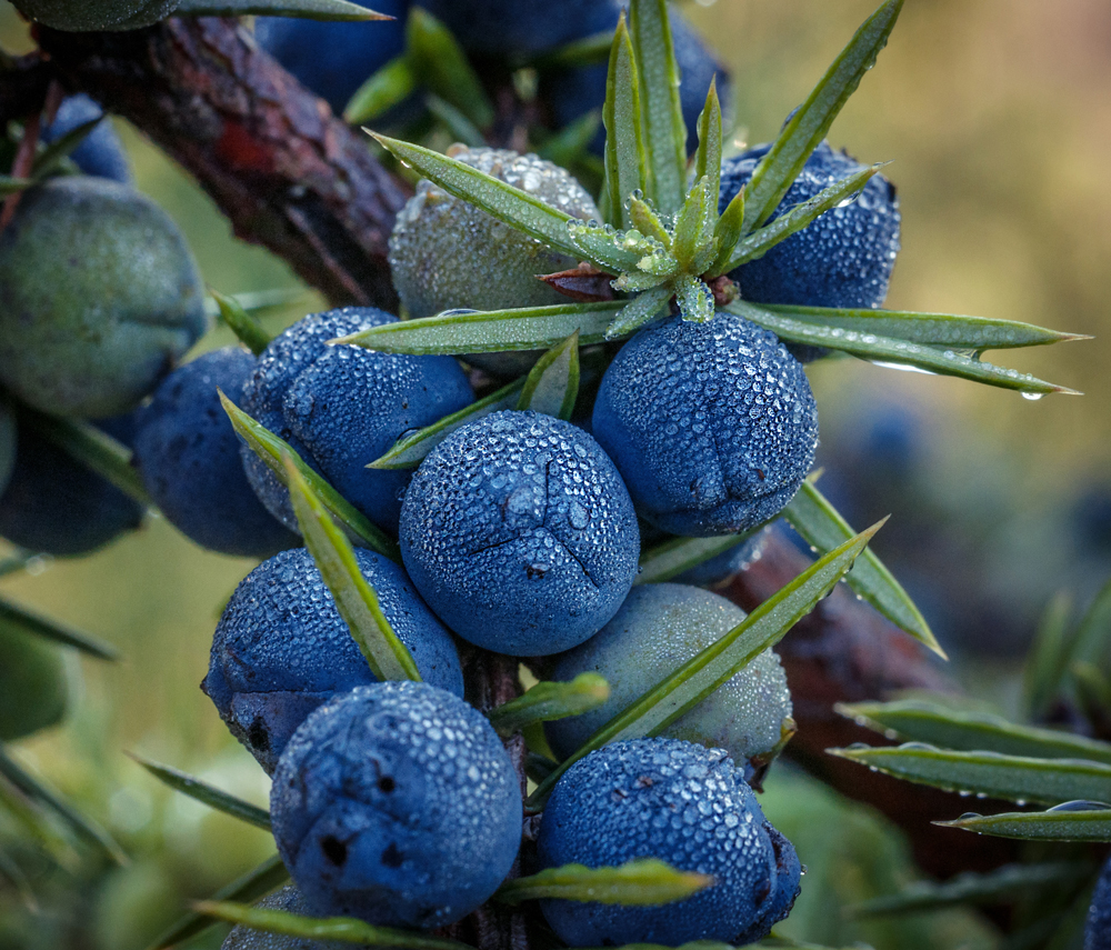 Givaudan House of Naturals（天然精油類）3