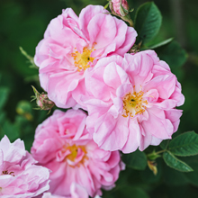 Givaudan House of Naturals（天然精油類）