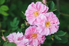 Givaudan House of Naturals（天然精油類）1